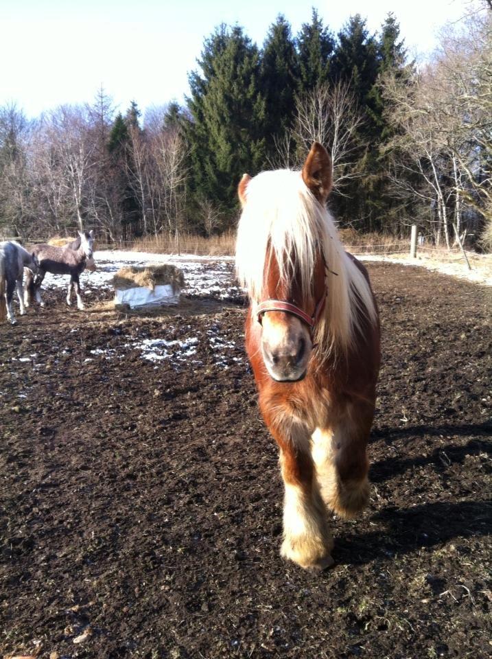 Jyde Hannevangs Molly billede 11