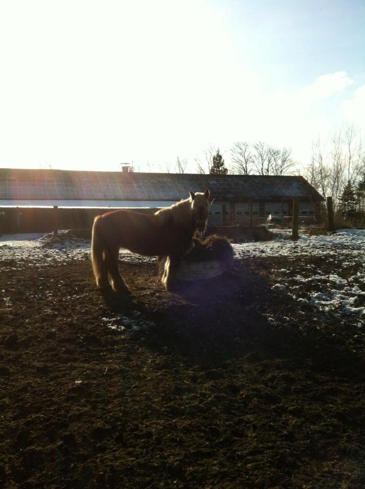 Jyde Hannevangs Molly billede 14