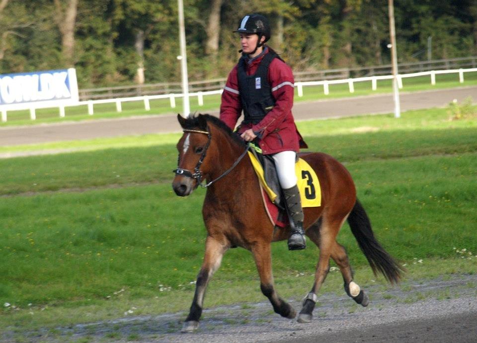 Gotlandsruss Pegasus Pan - Monté 2012  billede 18