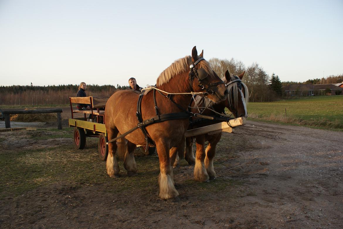 Jyde Laif den lykkelige (avl) billede 3