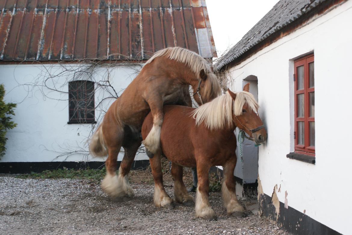 Jyde Laif den lykkelige (avl) billede 9
