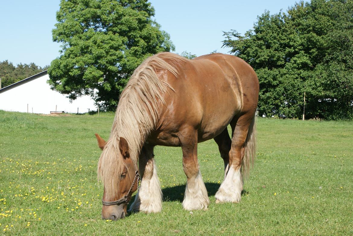 Jyde Laif den lykkelige (avl) billede 1