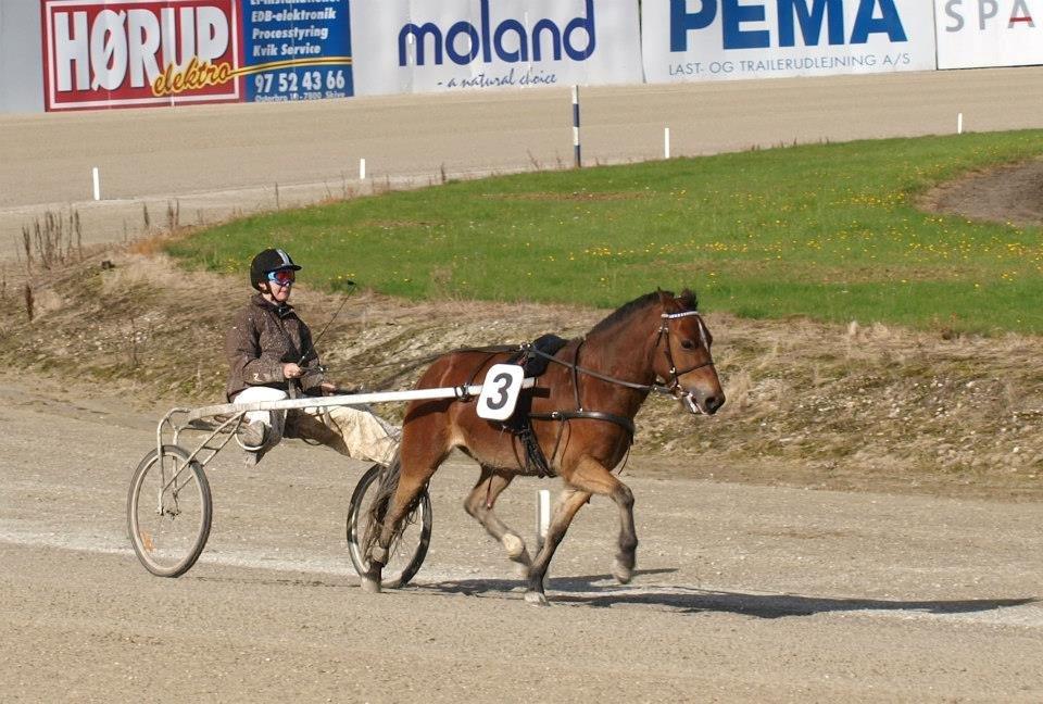Gotlandsruss Pegasus Pan - Skive 2012 1. plads og ny rekord 2.41.3 billede 19