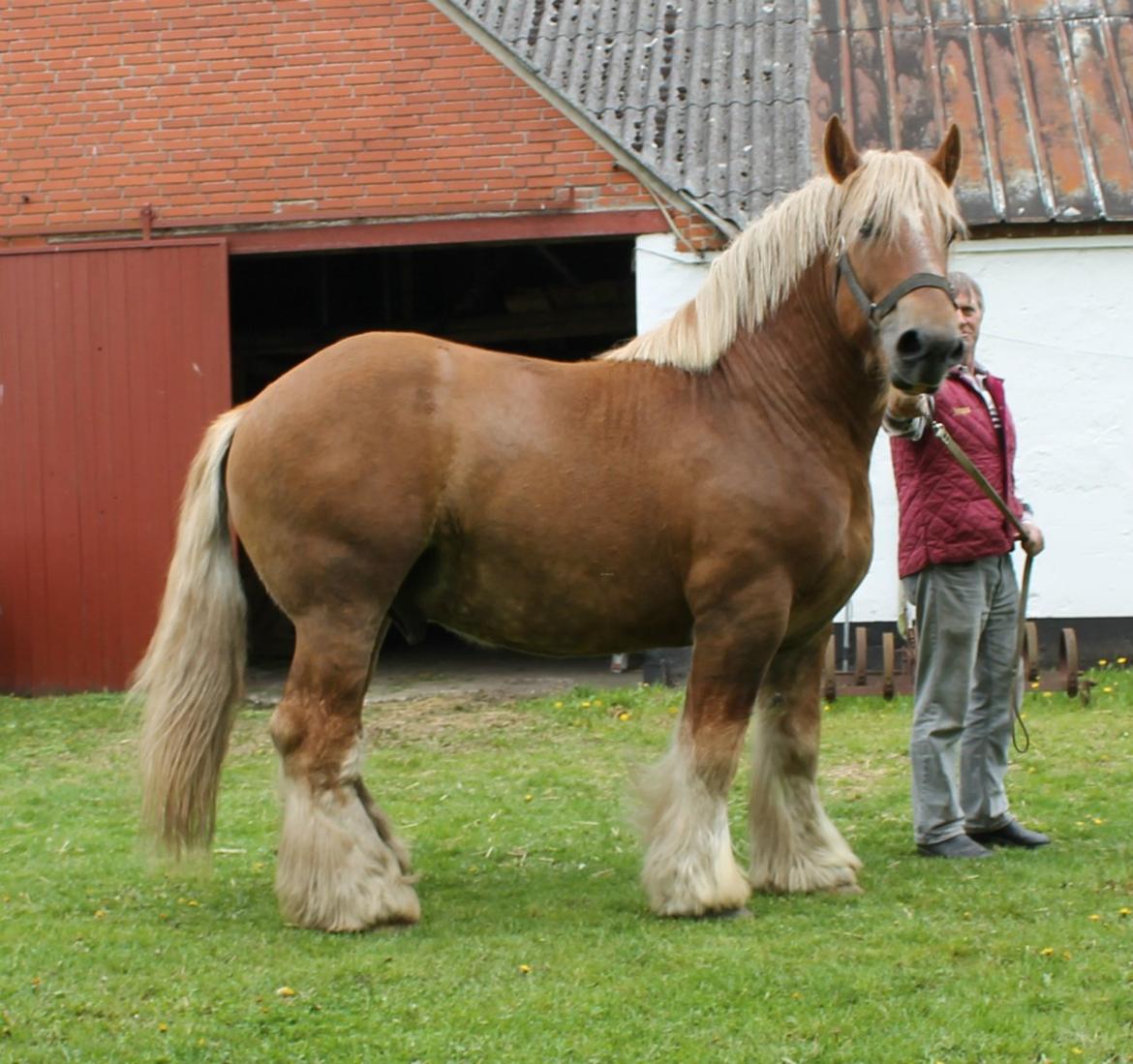 Jyde Laif den lykkelige (avl) billede 2