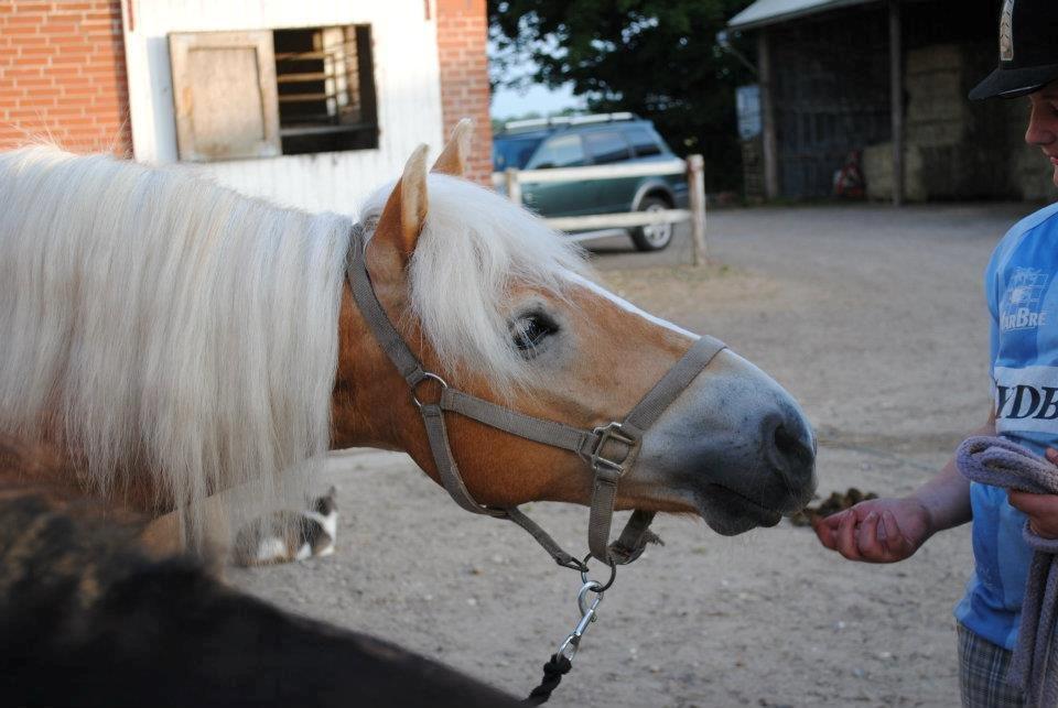 Haflinger Lille Pepsi - Maaad billede 8