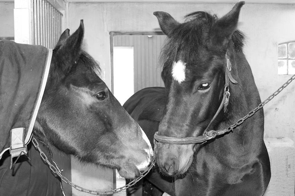 New Forest Stougårds Ofelia billede 15