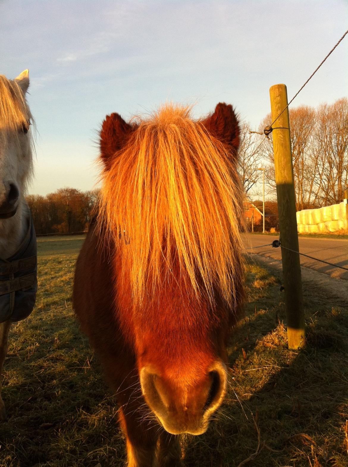 Shetlænder Felix (Familiens pony) billede 13