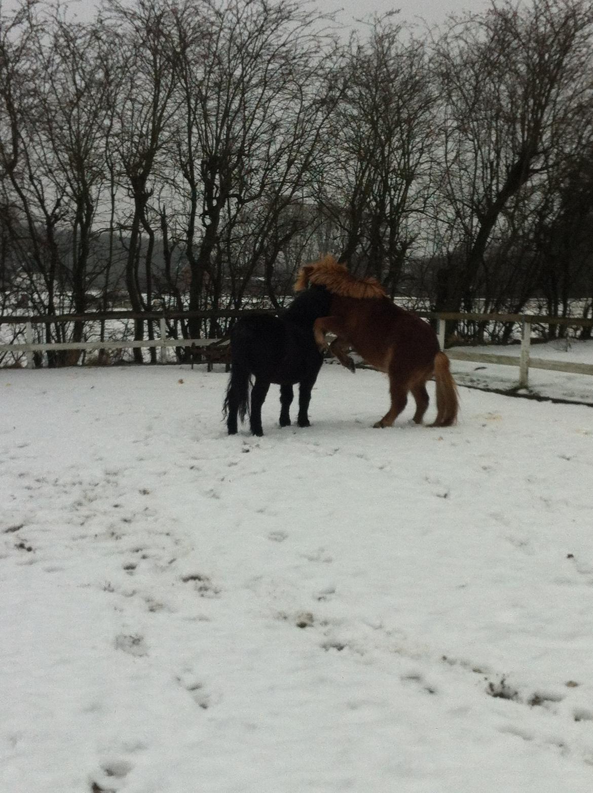 Shetlænder Felix (Familiens pony) billede 14