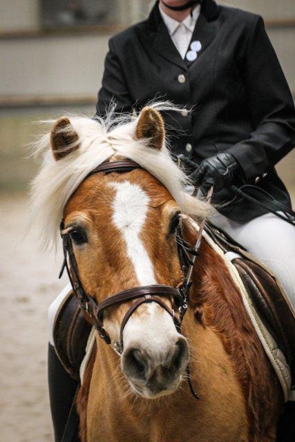 Haflinger Lille Pepsi - Færdig med at ride LC1 billede 15