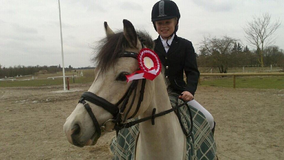 Welsh Partbred (Sec F) TF Soft Eyez - Deres første dressurstævne. billede 7