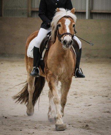 Haflinger Lille Pepsi - LC 1 billede 3