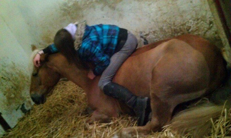 Haflinger Bosse - Hygge i boksen [Foto: Camilla S.] billede 9