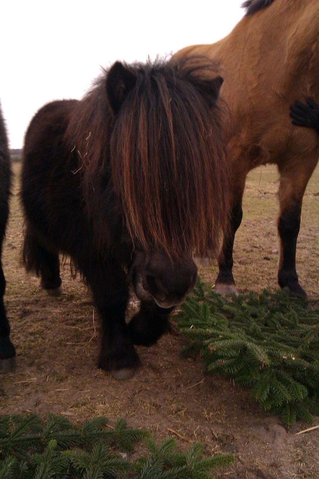 Shetlænder Milimeter billede 2
