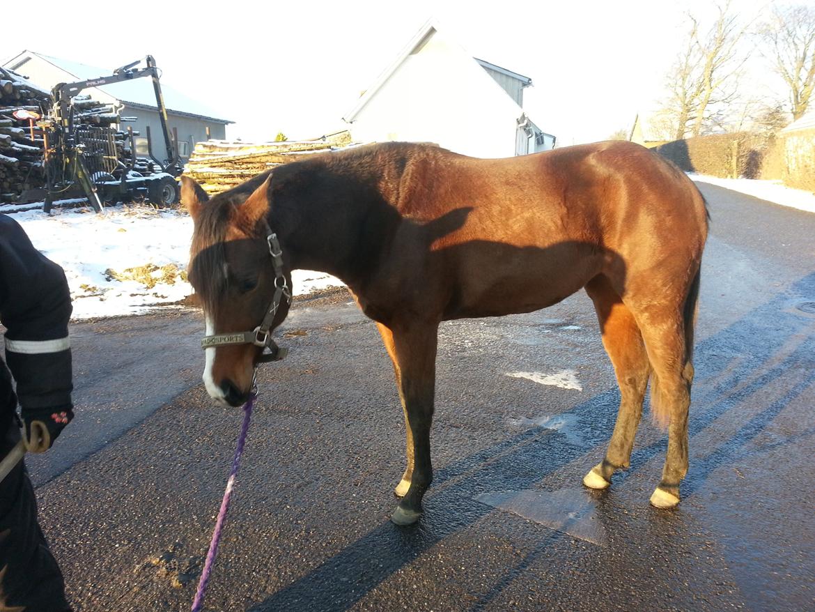 Quarter Absolute Moneymade - Her hjælper hun med at feje ude på vejen. billede 8