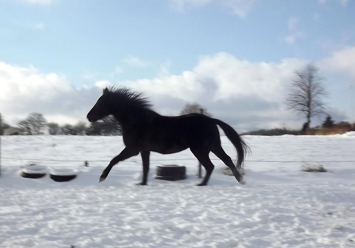 Anden særlig race Sorte [Sorté] - Gallop <3 billede 18