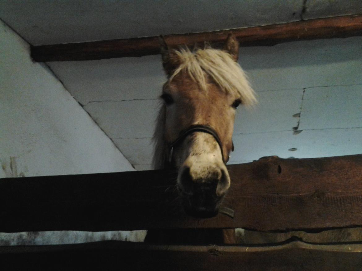 Haflinger alf lindegaard - 16/1 billede 13