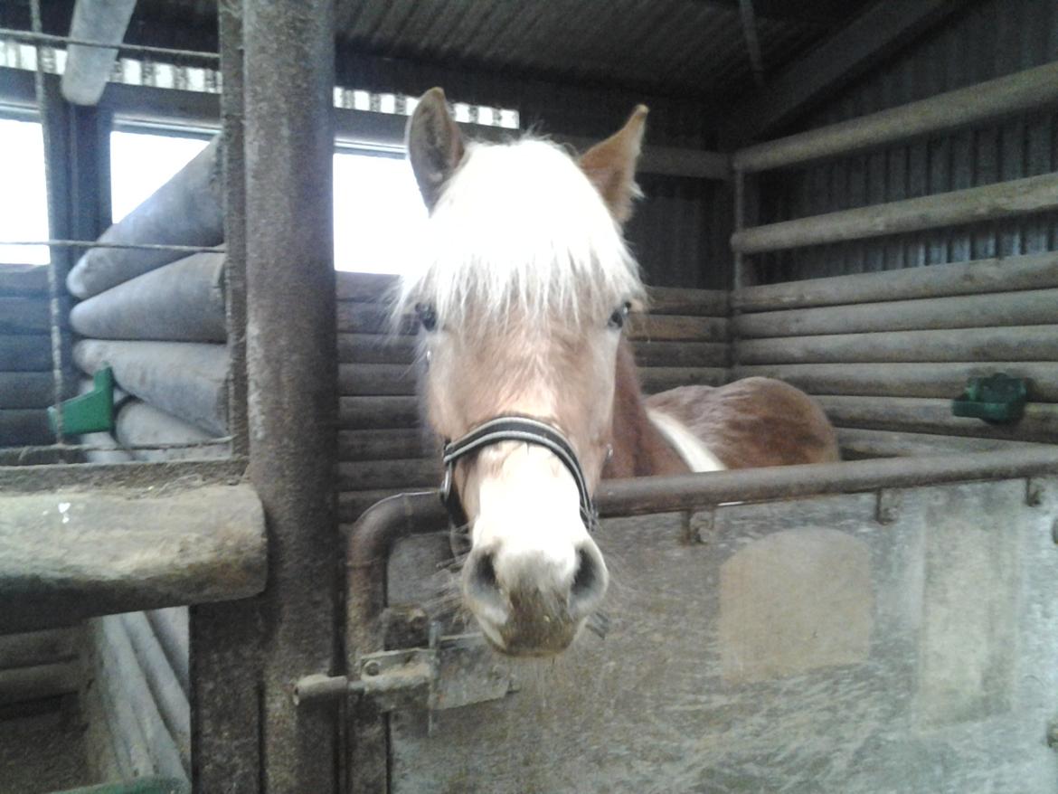 Haflinger alf lindegaard - den 16/2 ved jmc billede 14