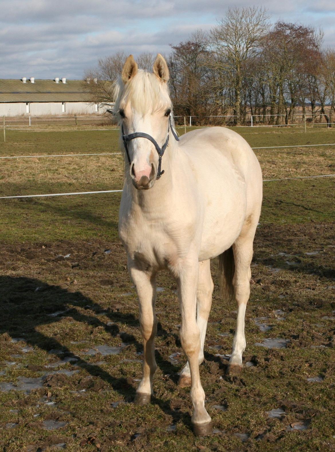 DSP Lykkebo Concordio billede 12