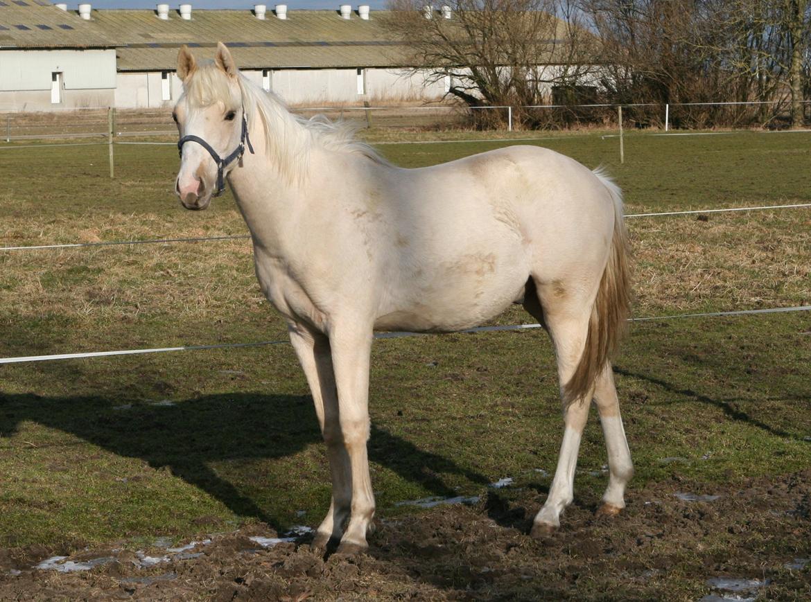 DSP Lykkebo Concordio billede 3