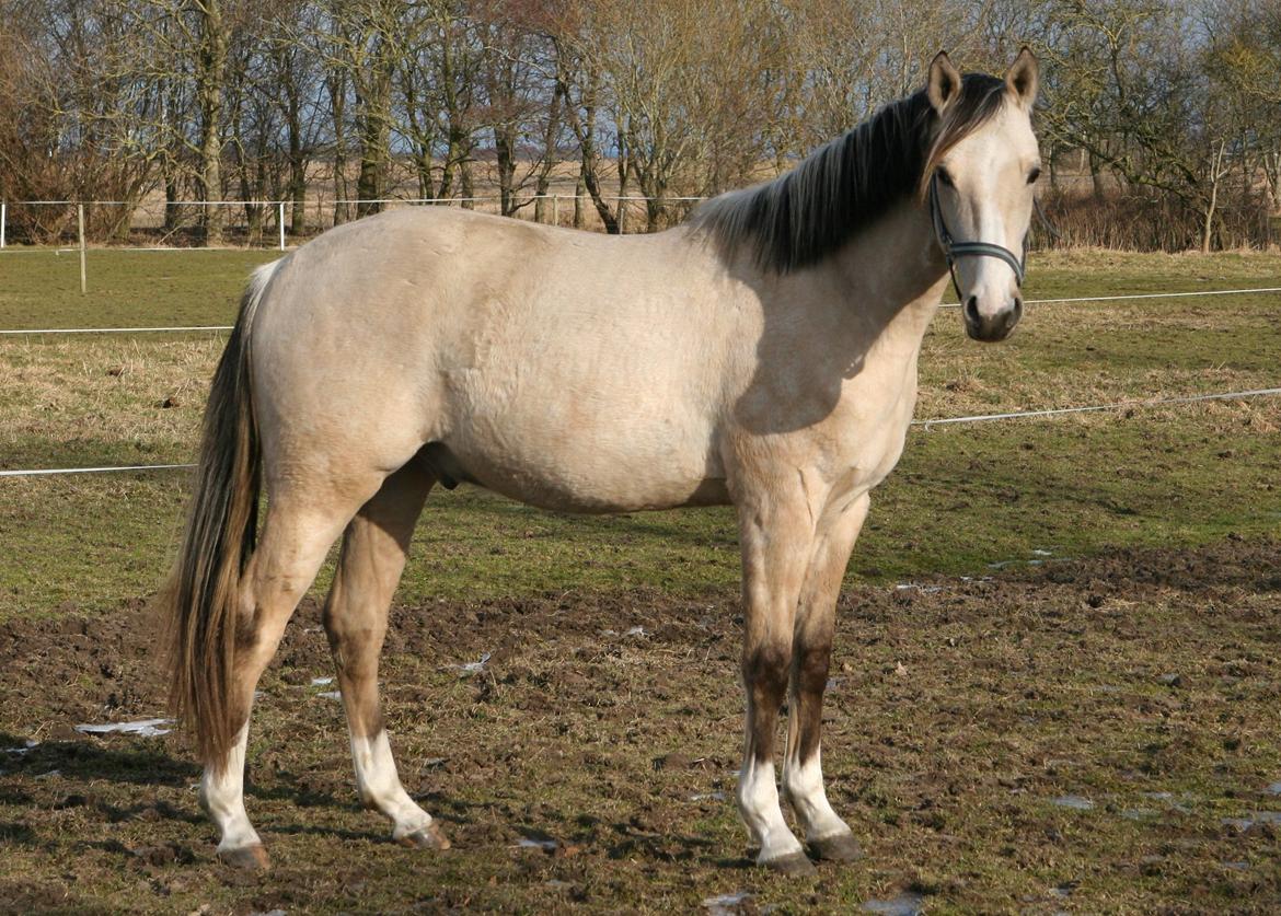 DSP Lykkebo Comet billede 4