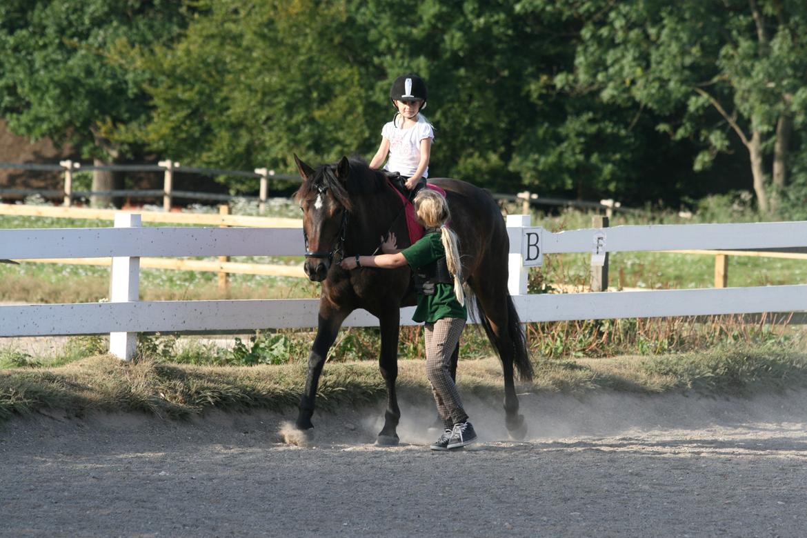 New Forest Dalgaardens Figaro - så gå jeg her med Sara's små søskende:-) billede 16