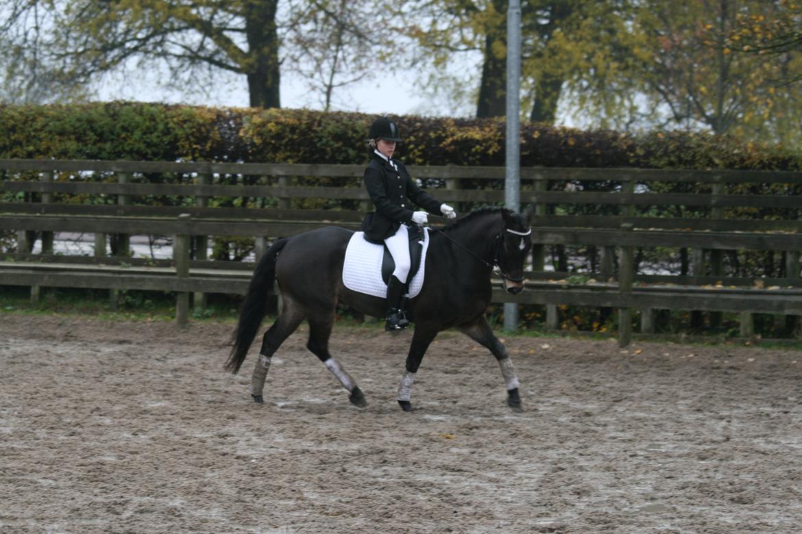 New Forest Dalgaardens Figaro - opvarmnig inden vi rider ind og får en 2'en plads.-) billede 13