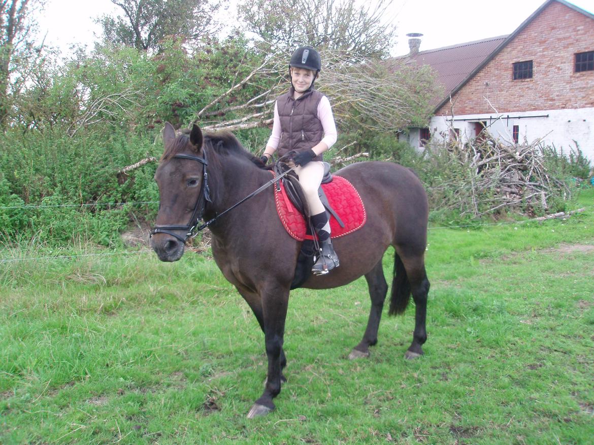 Anden særlig race Miss Minerva ( Minnie ) *solgt* billede 1