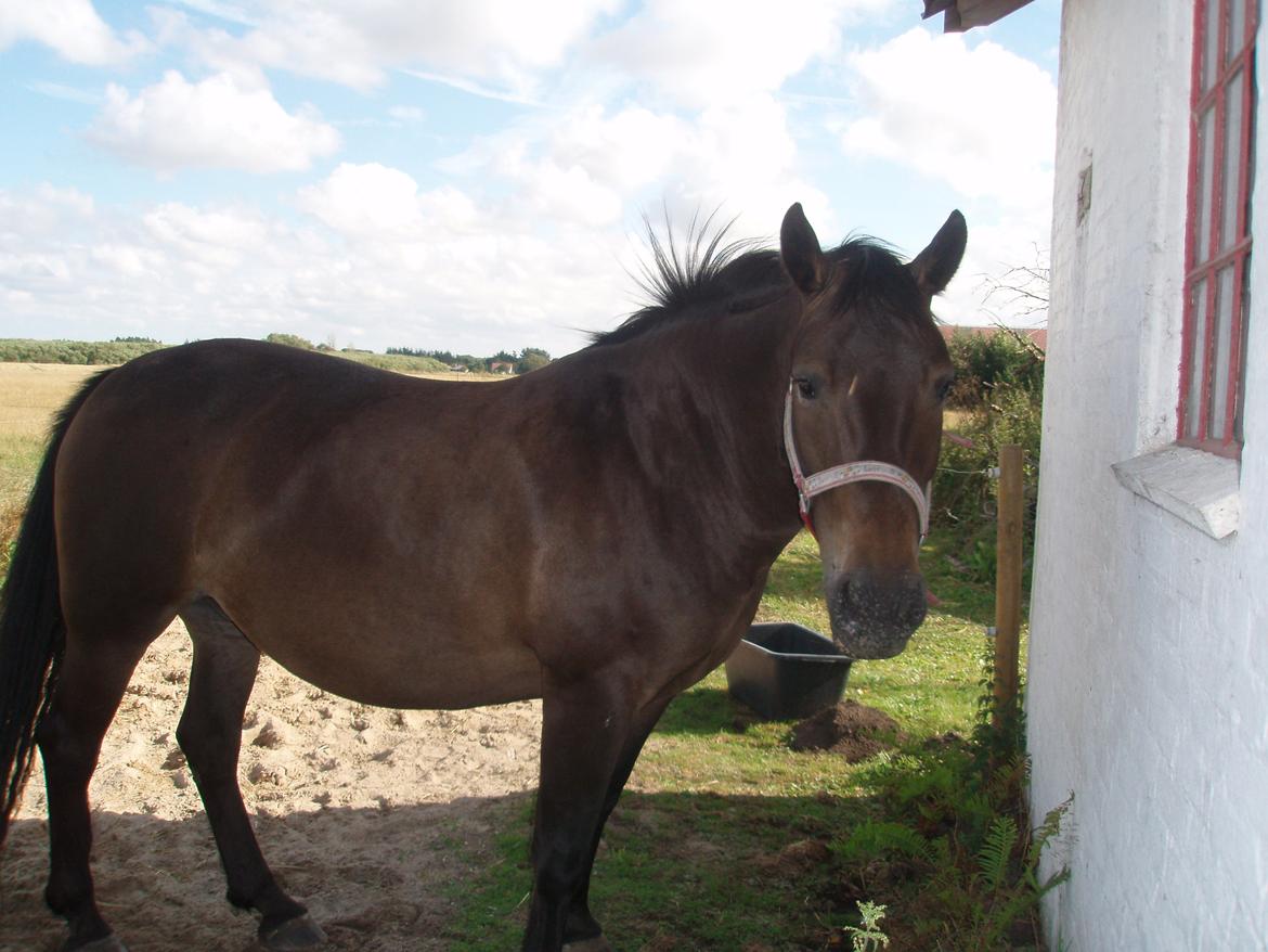 Anden særlig race Miss Minerva ( Minnie ) *solgt* billede 2