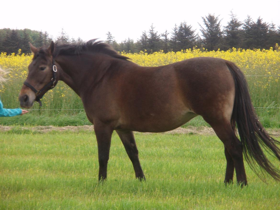 Anden særlig race Miss Minerva ( Minnie ) *solgt* billede 4
