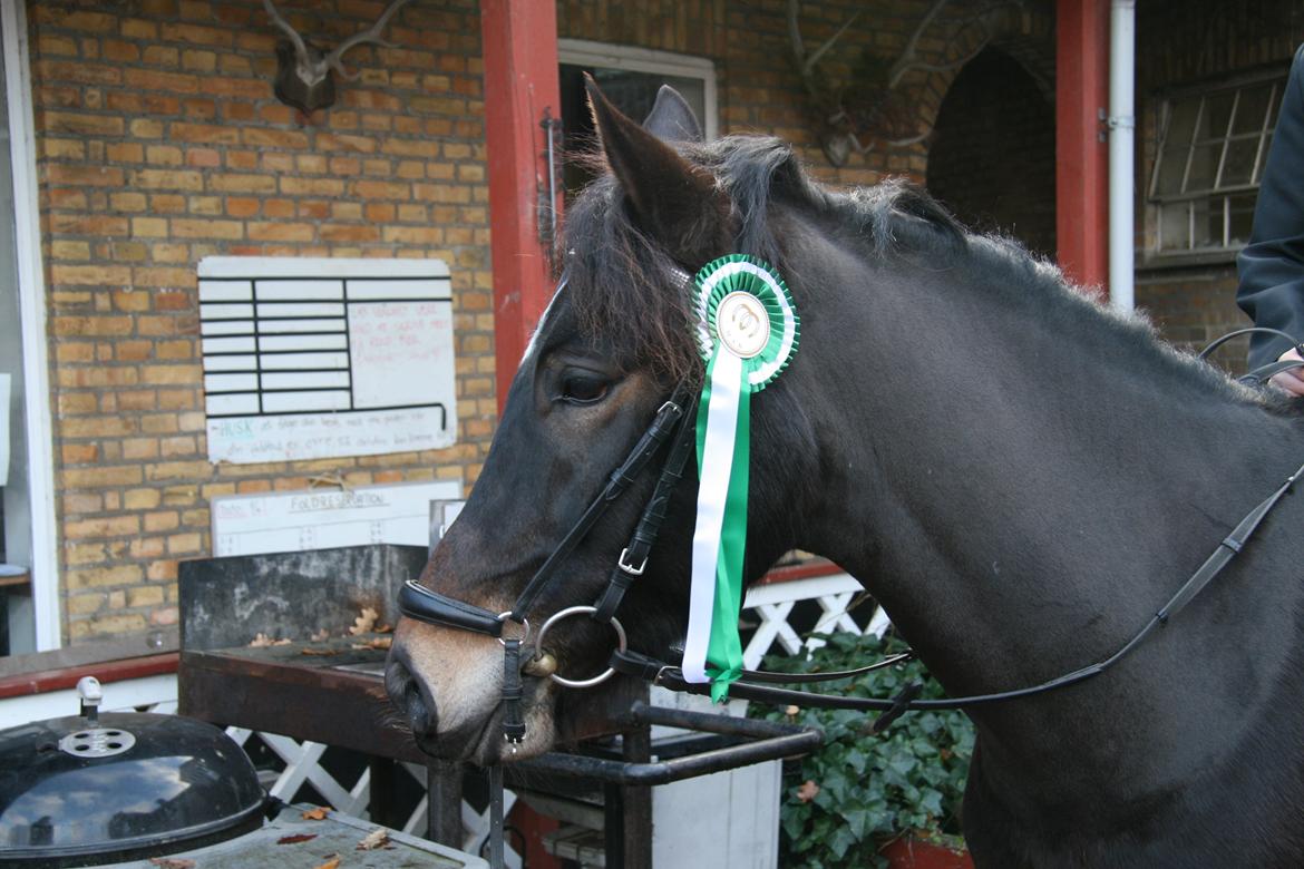 New Forest Dalgaardens Figaro - tak fordi i kiggede forbi læg gerne en kommentar og en bedømmelse på vejen:-) billede 20