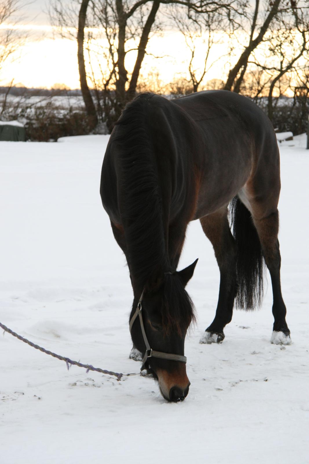 New Forest Dalgaardens Figaro - uhh sne smager det godt:-) billede 9