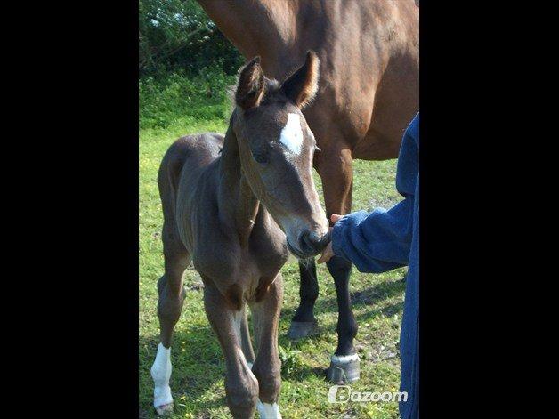Dansk Varmblod - Laurberggaard's Ludwig - Følle <333 billede 15