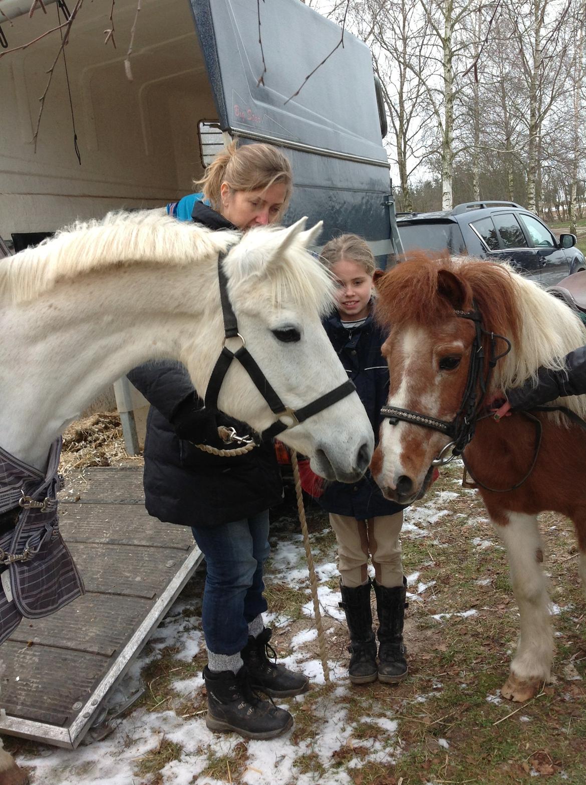 Welsh Pony (sec B) Lyngvejens Eliza - Eliza er lige kommet, og siger goddag til Lotte!<3 Nuurh!!<3 billede 8