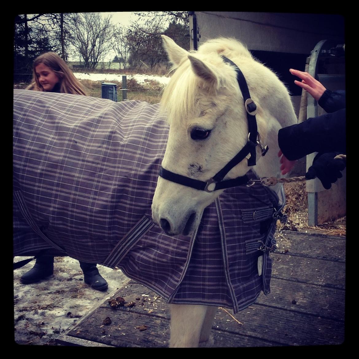 Welsh Pony (sec B) Lyngvejens Eliza - Den smukke pony, da hun lige var kommet hjem!<3 billede 10