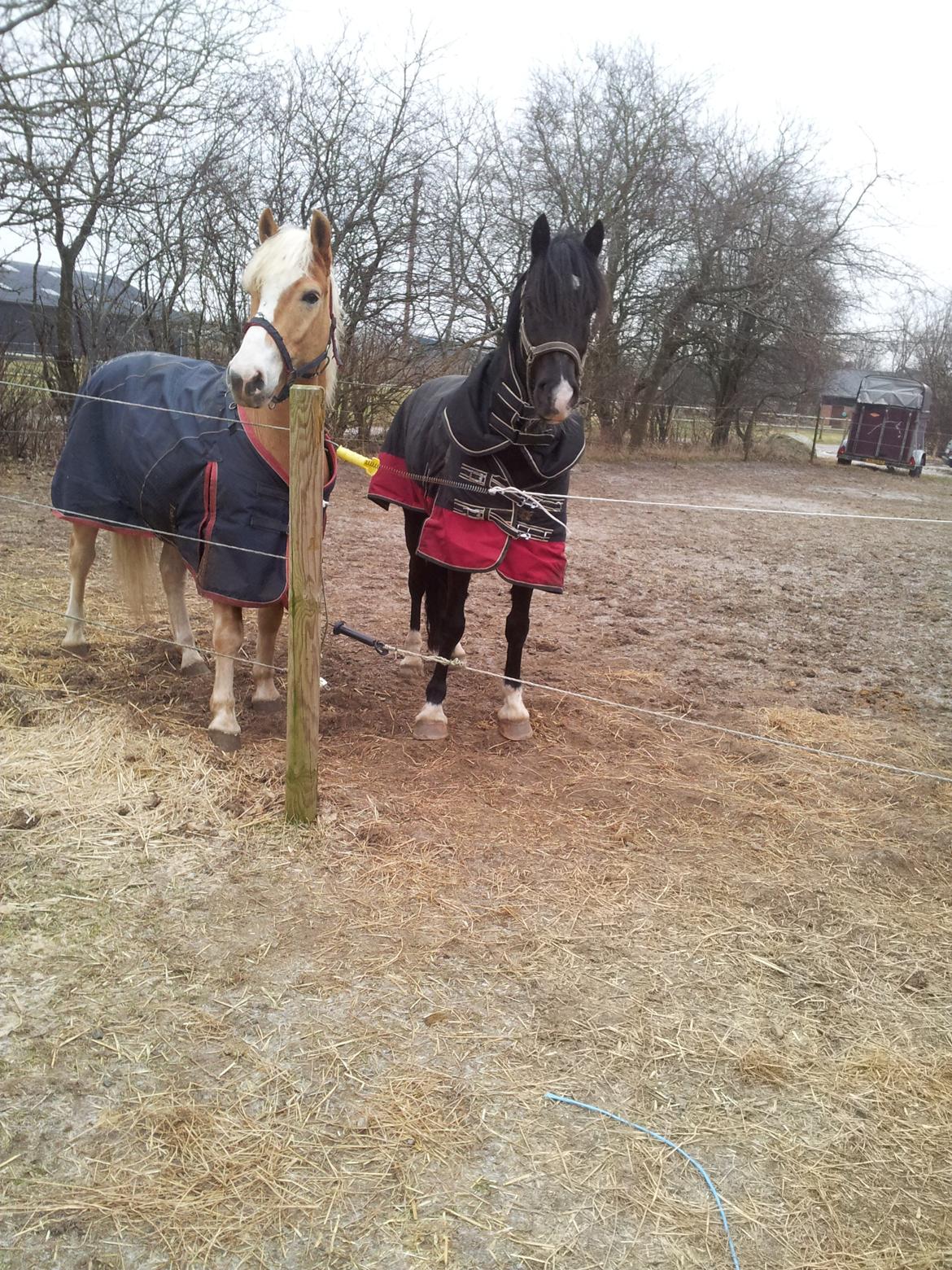 Welsh Cob (sec D) Fronerthig Brenin Arthur RIP billede 14