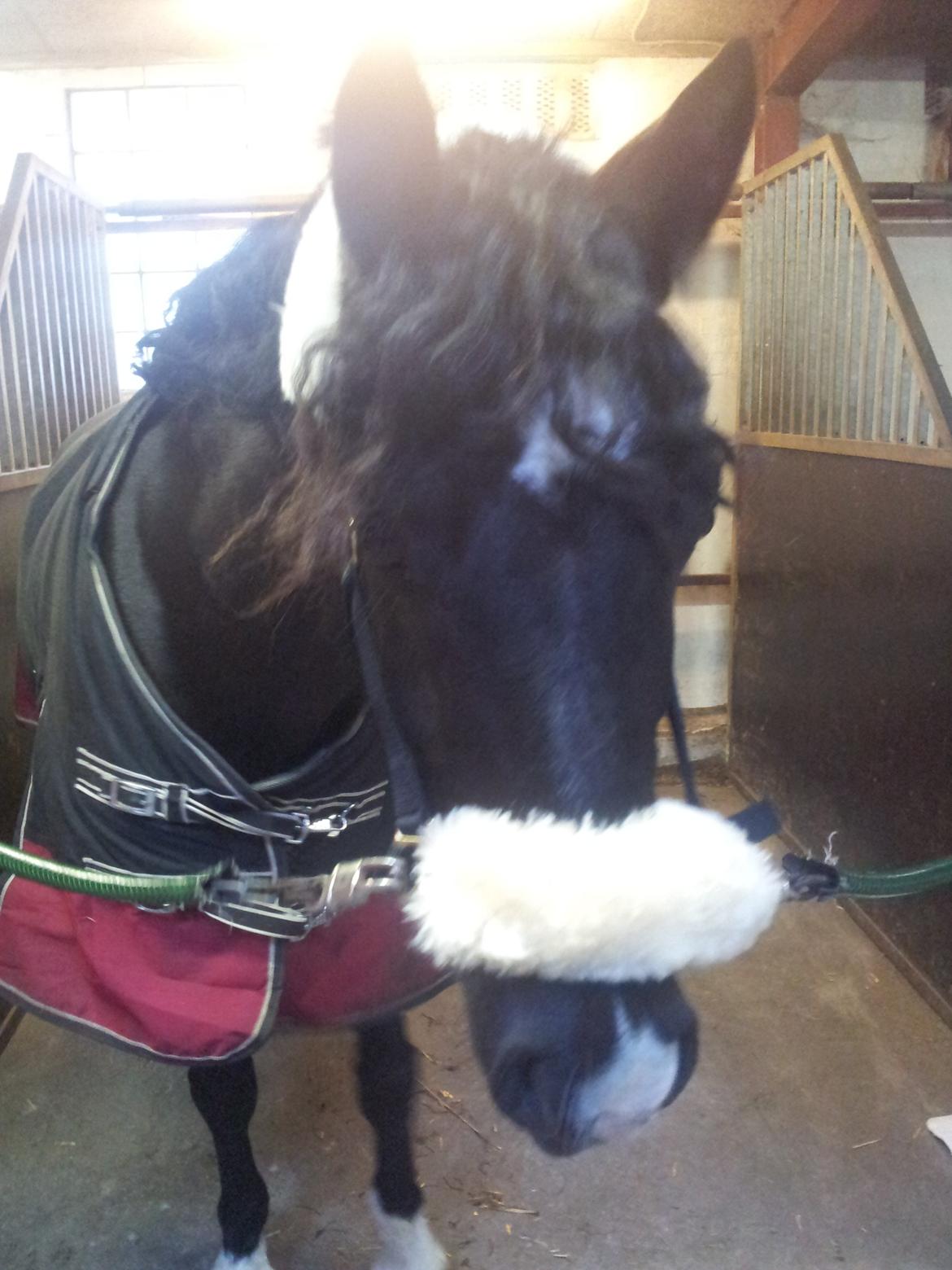 Welsh Cob (sec D) Fronerthig Brenin Arthur RIP billede 15