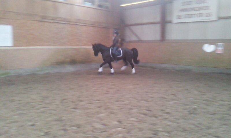 Welsh Cob (sec D) Fronerthig Brenin Arthur RIP billede 16