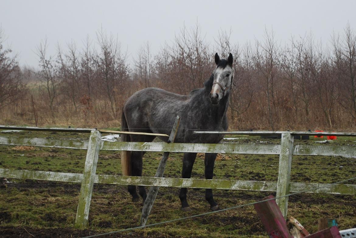Holstener Blue Boy - Første gang på fold her hjemme.  billede 5