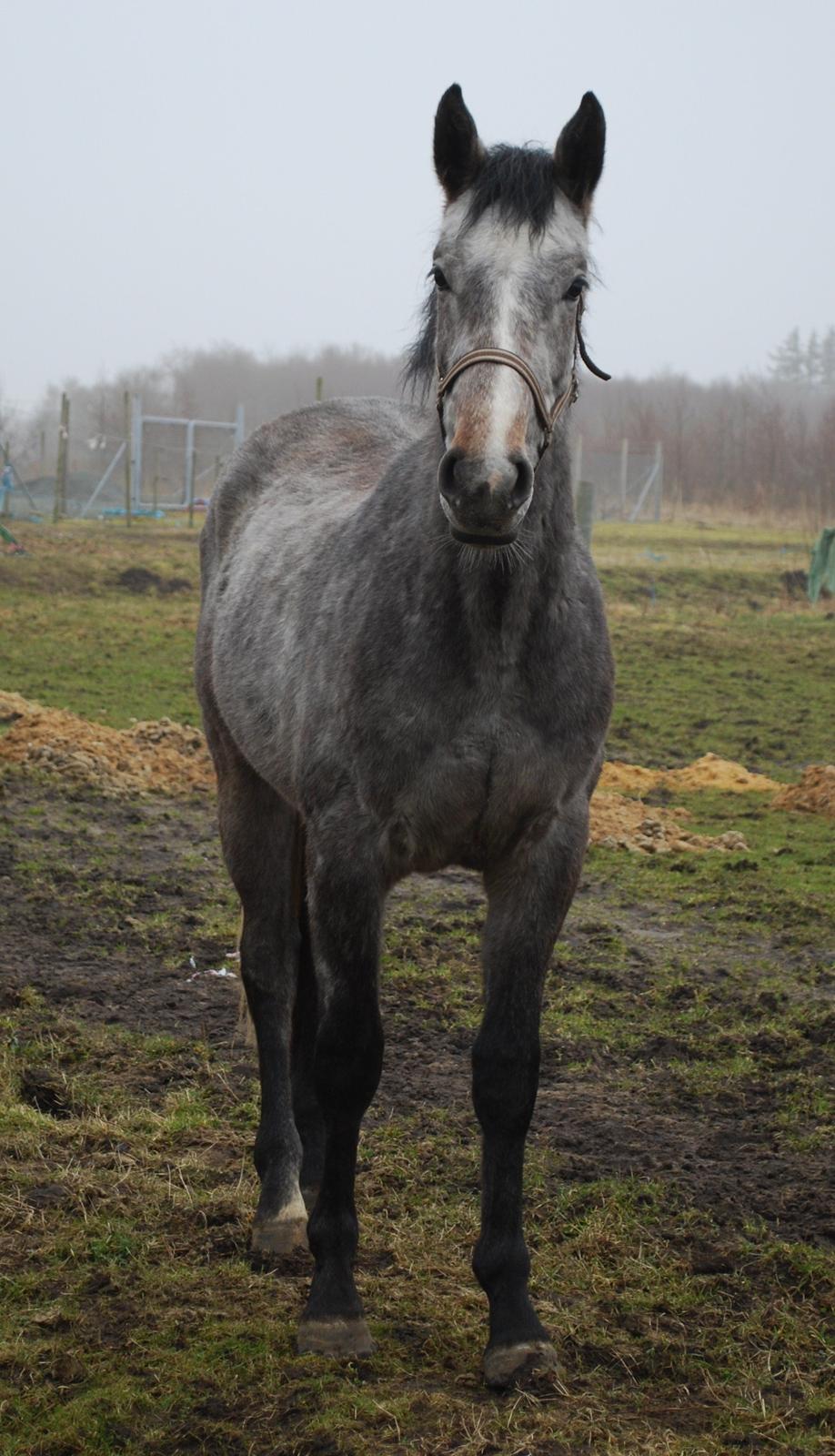 Holstener Blue Boy - Grim, tynd, Men alligevel så jeg det håb, ingen andre så.  billede 6