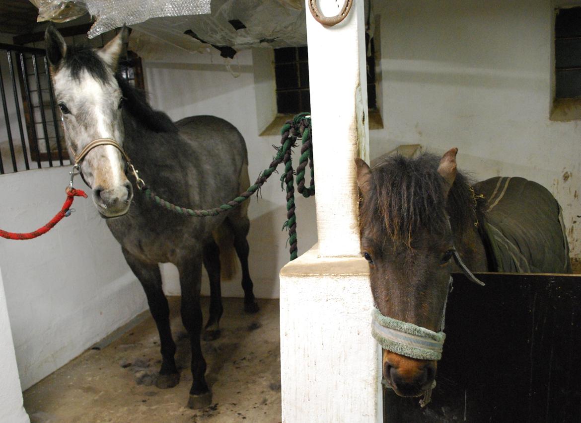 Holstener Blue Boy - Baby og Surprise :D billede 7