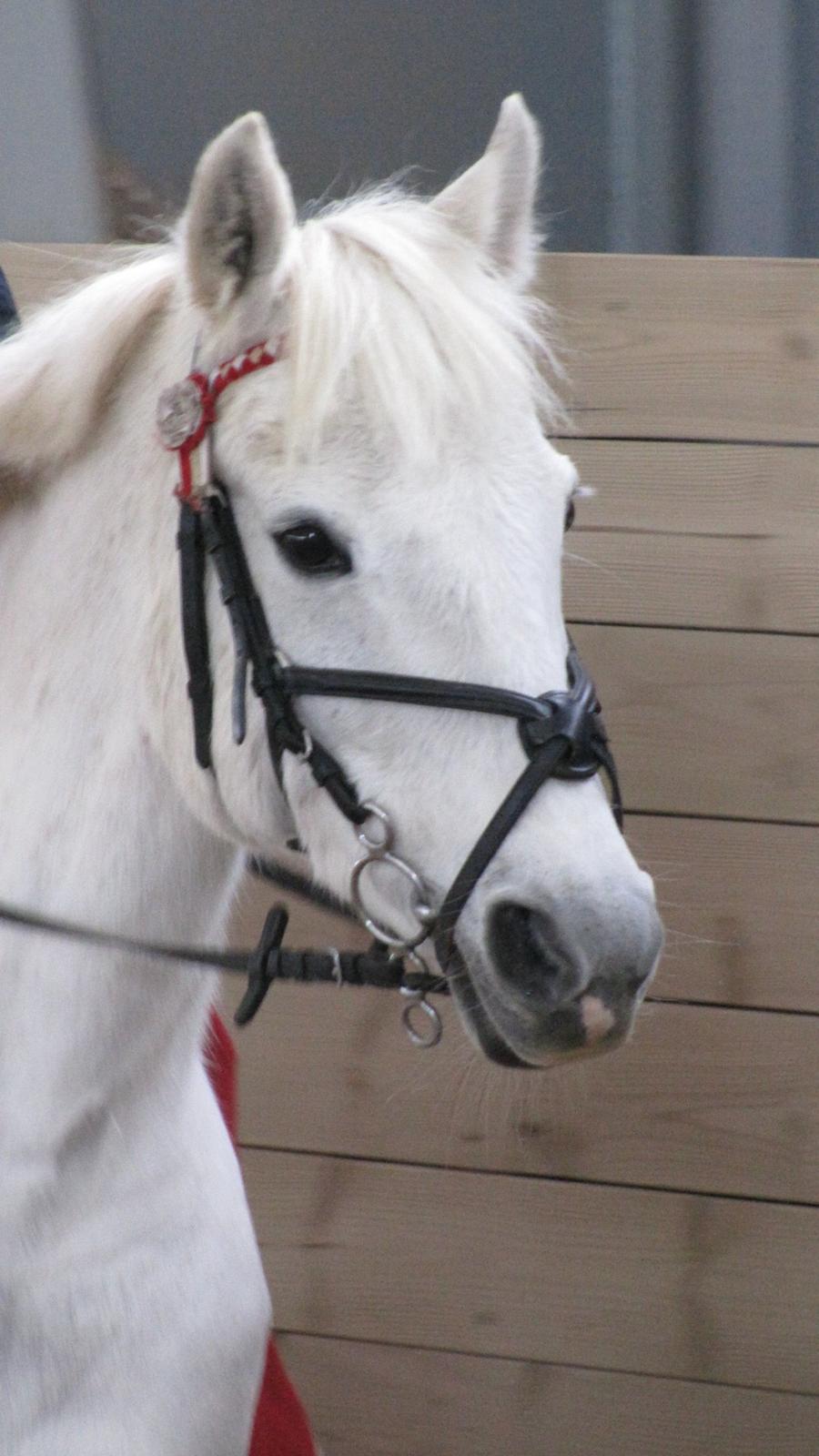 Welsh Pony (sec B) Lyngvejens Eliza - Søøde Eliza!<3<3 billede 11