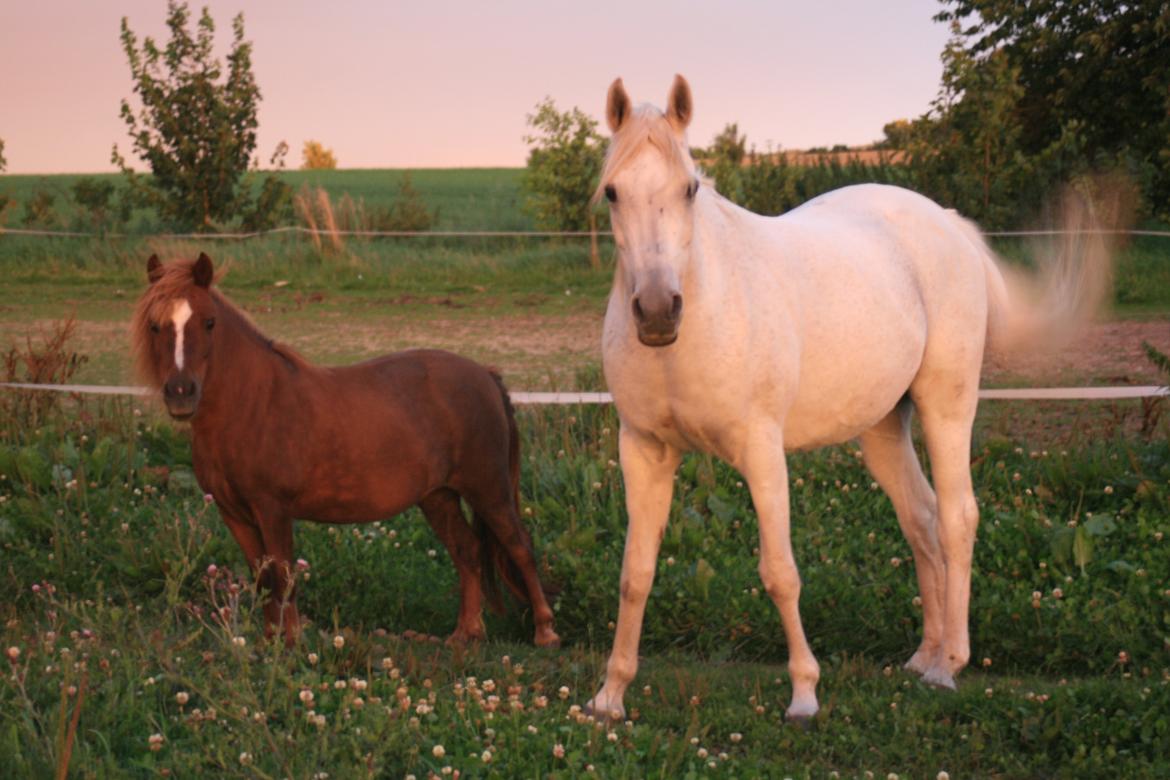 Shetlænder Mona - Mona (tv) og ven Rafeekah billede 5