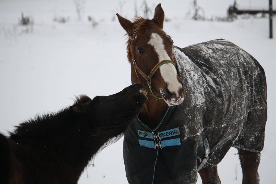 Shetlænder Lise - Lise diller D`Amour :P Foto: Mig / Hanne Viola Pedersen billede 18