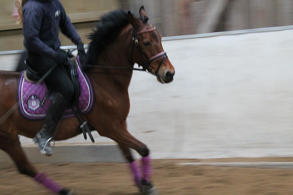 Anden særlig race Lilo - Vinter træning (2013) billede 8