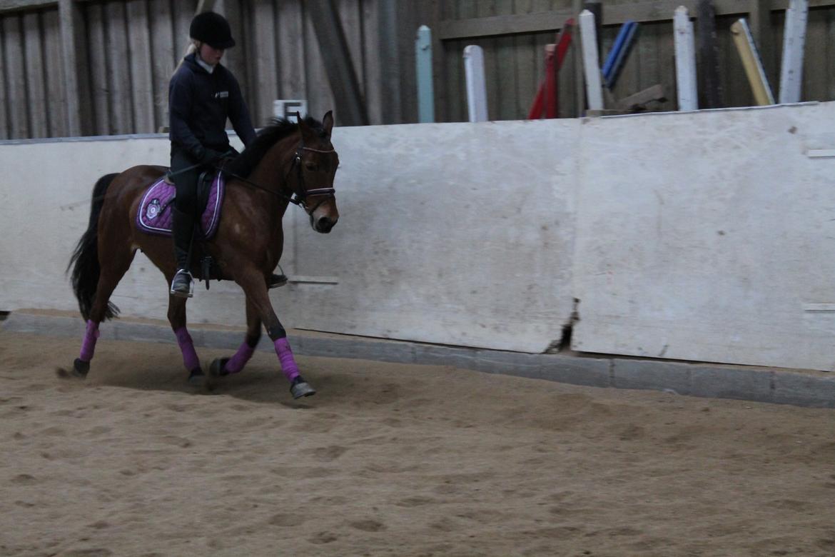 Anden særlig race Lilo - Vinter træning - trav øgning (2013) billede 7