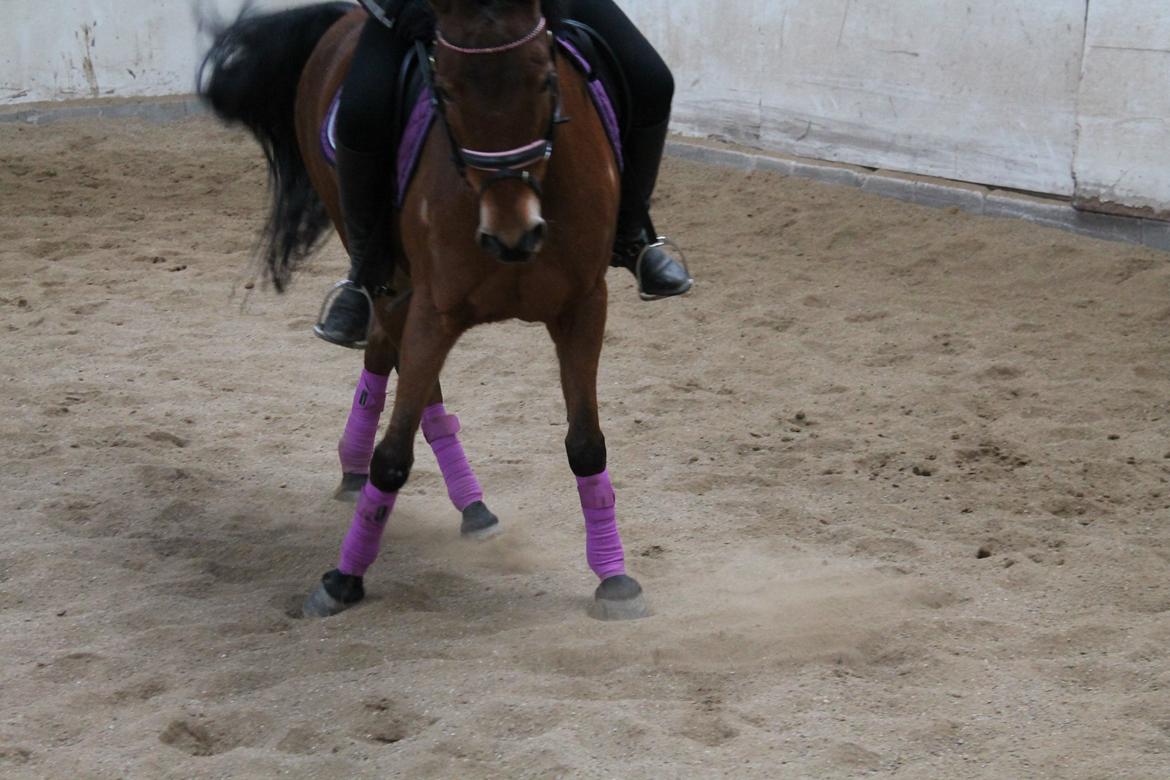 Anden særlig race Lilo - Vinter træning - Schenkelvigning (2013) billede 6