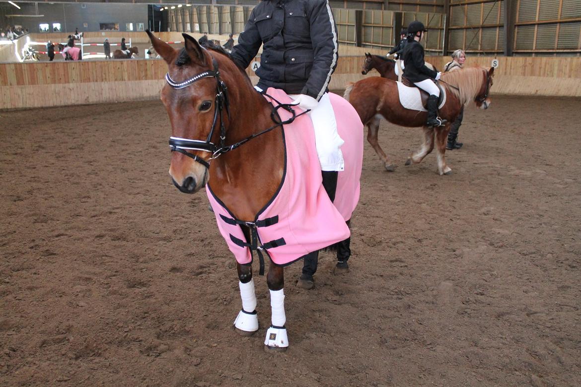 Anden særlig race Lilo - Opvarmning på HVR (20/1-2013) billede 4