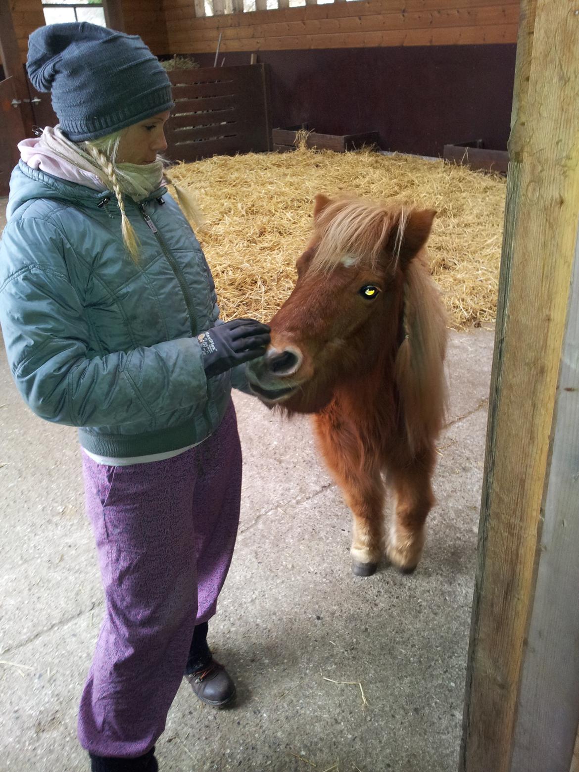Shetlænder Lotta billede 20