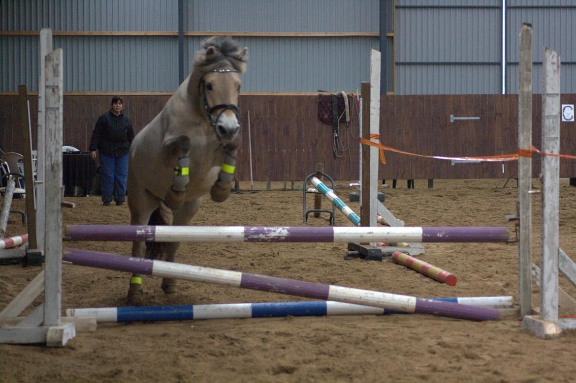 Fjordhest Højgaards Induc - 24/2 2013 - 2 gang han løspringer, dette var det højeste som var 70 cm :-) billede 12