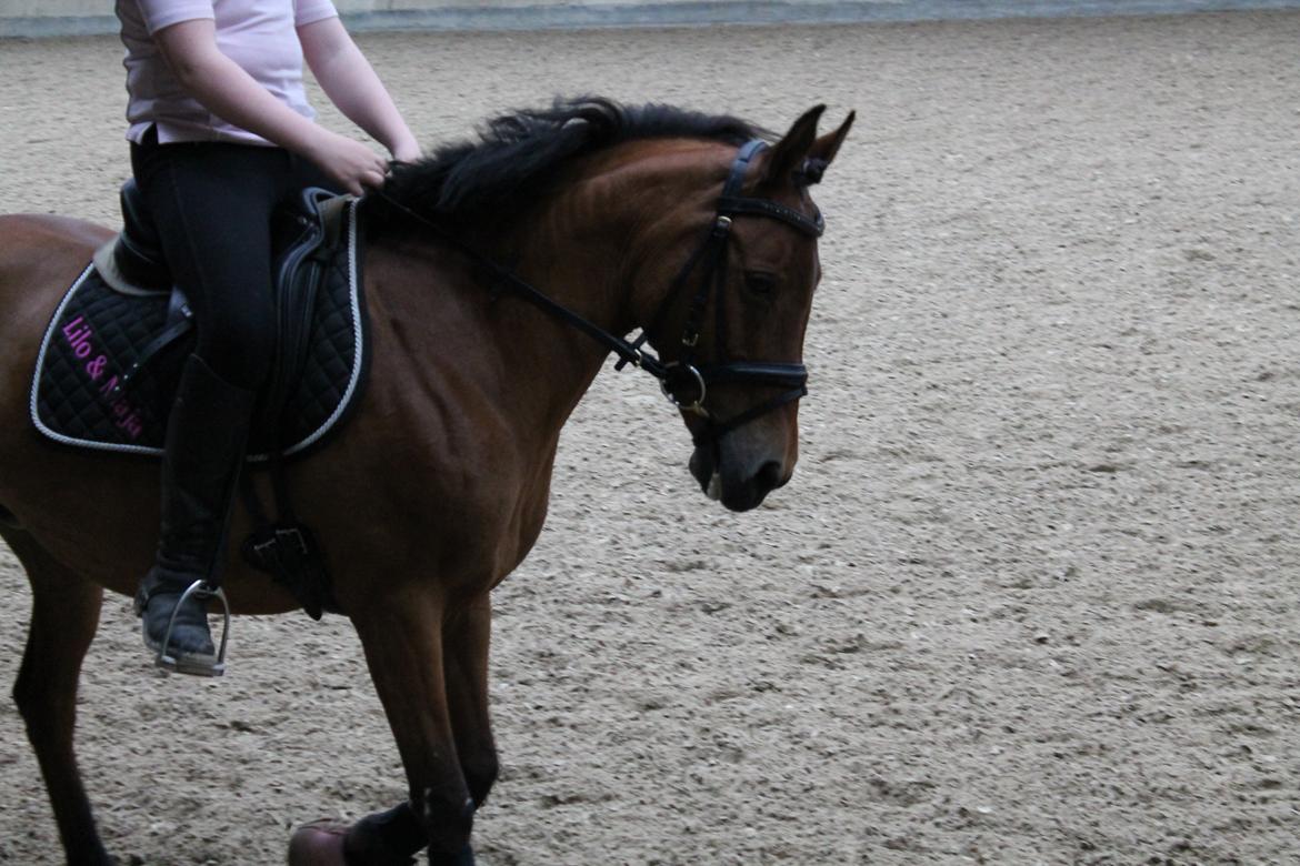 Anden særlig race Lilo - Undervisning hos Dennis Holst i DSM - (Juni 2012) billede 5